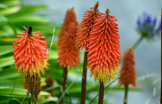 Red Hot Poker 'Uvaria Mix' (Kniphofia 'Uvaria')