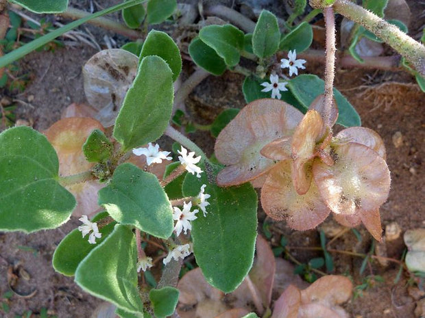 Three-wing Sand Verbena (Tripterocalyx micranthus)