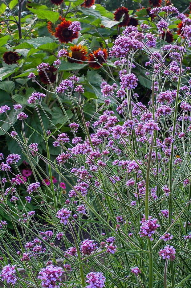 Verbena bonariensis (Tall Verbena)