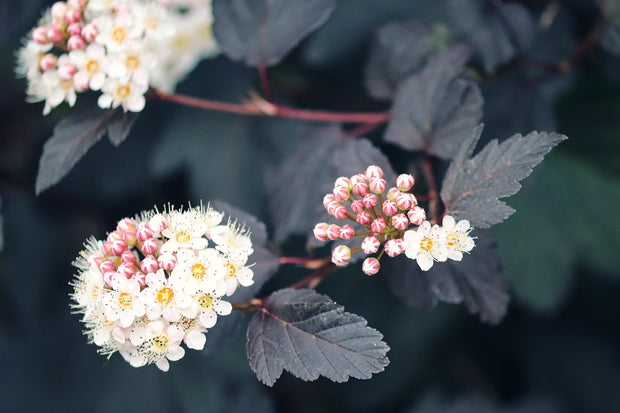 Ninebark (Physocarpus opulifolius)