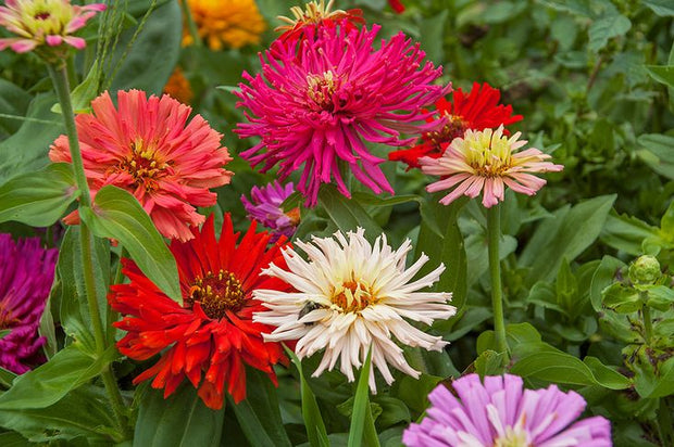 Zinnia 'Cactus Flower Mix' (Zinnia elegans)