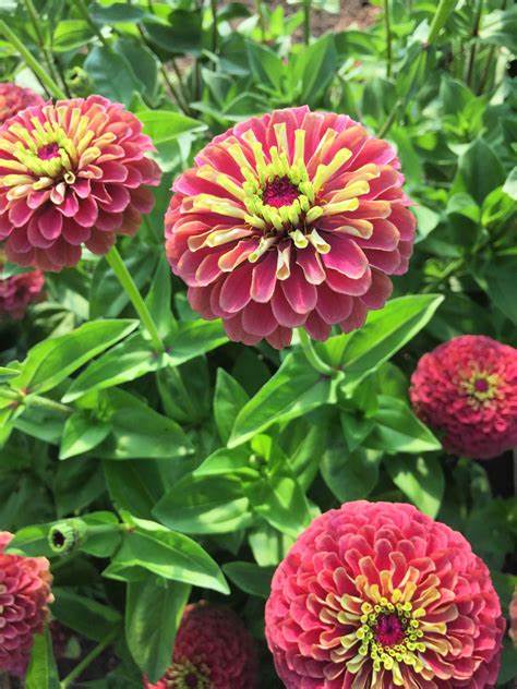 Zinnia 'Queen Red Lime' (Zinnia elegans)