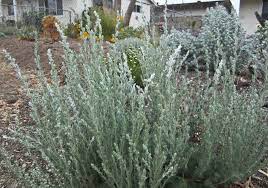 Prairie Sagewort (Artemisia Frigida)