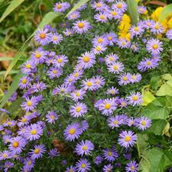 Aster -  Smooth Blue (Aster laevis)