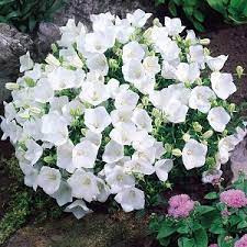 Bellflower 'White' (Campanula carpatica 'white')