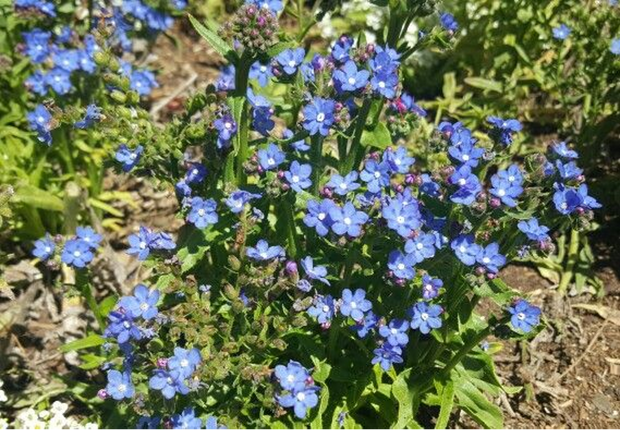 Cape Forget-Me-Not (Anchusa capensis)