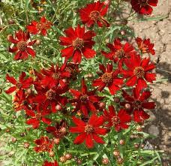 Coreopsis -  Dwarf Red Plains (Coreopsis tinctoria 'Dwarf Red')