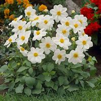 Dahlia 'Mignon White' (Dahlia variabilis 'mignon white')
