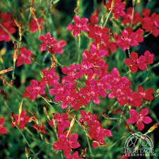 Dianthus 'Maiden Red' (Dianthus 'Deltoides red')