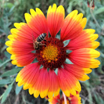 Buy Blanket Flower Indian blanket Gaillardia pulchella