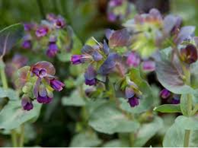 Honeywort 'Purple Tear' (Cerinthe major 'Purple Tear')