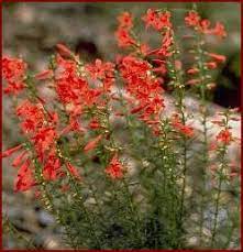Scarlet Gilia (Ipomopsis Aggregata)