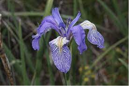 Iris - Western Blue Flag (Iris missouriensis)