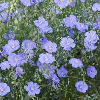 Flax Blue (Linum lewisii)