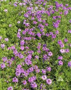 Moss Verbena 'Purple' (Verbena tenuisecta 'Purple')