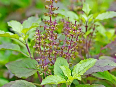 Green Holy Basil (Ocimum tenuiflorum)