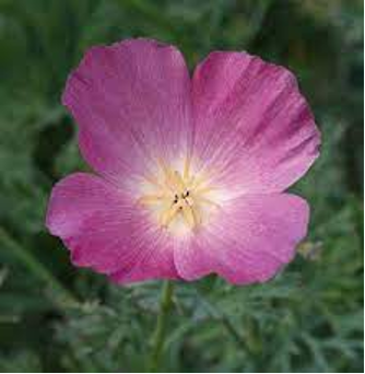 Poppy - Purple Gleam California (Eschscholzia california 'Purple Gleam')