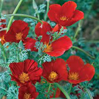 Poppy - Red Chief California (Eschscholzia california 'Red Chief')