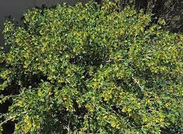 Golden Currant (Ribes Aureum)