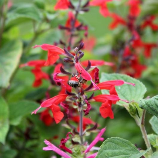 Scarlet Sage (Salvia coccinea) - Finding Nectar