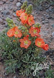 Scarlet Globemallow (Sphaeralcea Coccinea)