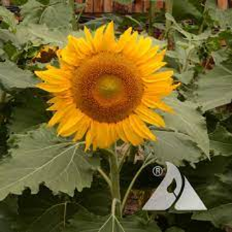 Sunflower 'Incredible' (Helianthus annuus 'Incredible')