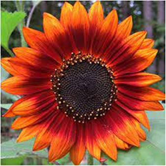 Sunflower 'Velvet Queen' (Helianthus annuus 'Velvet Queen')