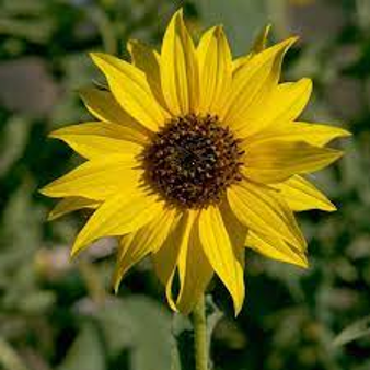 Sunflower -  Wild (Helianthus annuus)