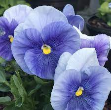 Pansy 'Light Blue' (Viola x wittrockiana clear crystals 'Light blue')