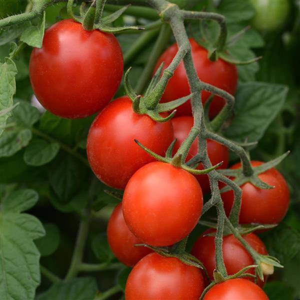 Tomato, Candyland Red (Solanum lycopersicum)