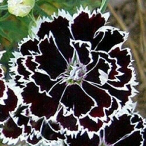 Dianthus 'Japanese Pinks' (Dianthus 'Heddewigii Black and white')